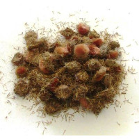 {
  "product_data": "Arnica"
}