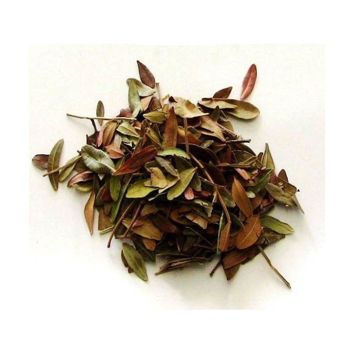 aroeira – planta 50gr