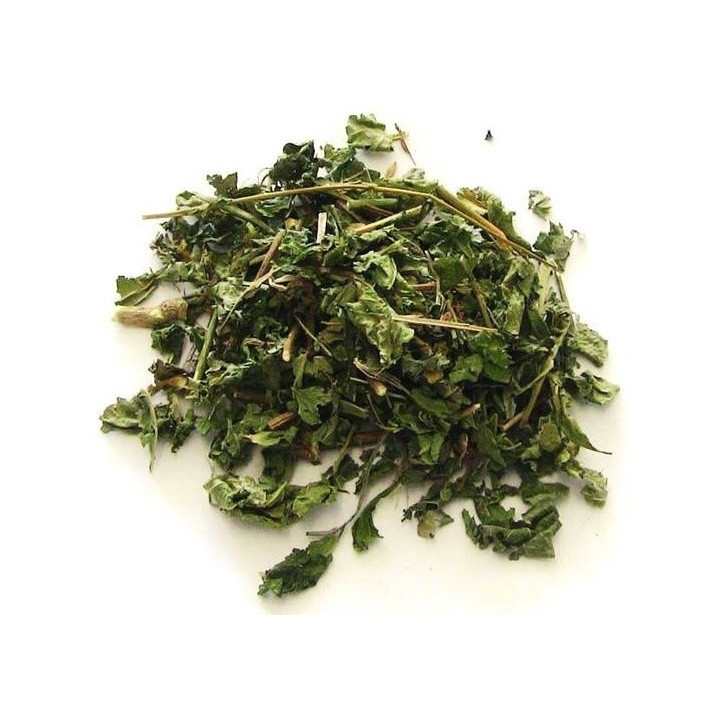 guinea - planta 100gr