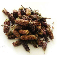 {
  "name": "Rosemary"
}