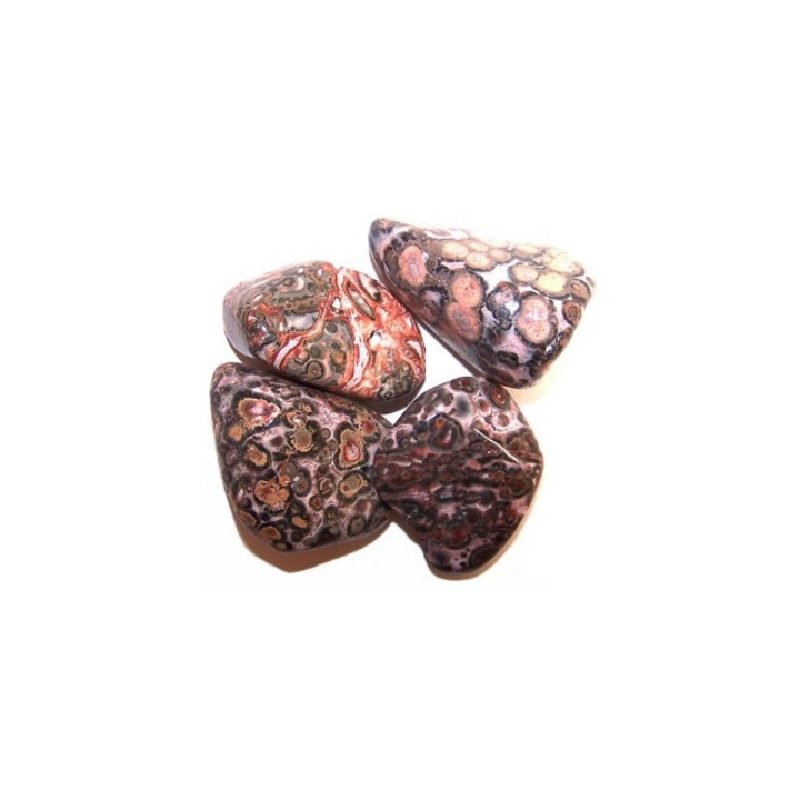 {
  "text": "leopard marbled - medium"
}