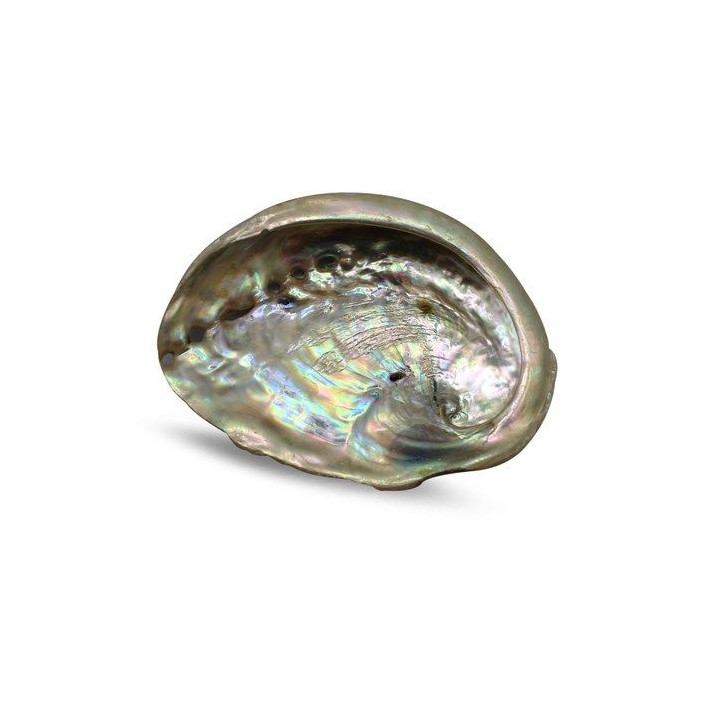 {
  "name": "ABALONE SHELL 7/9CM"
}