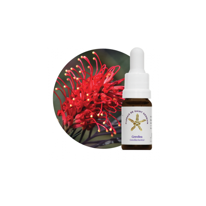 {
  "name": "Floral Grevilia - 10ml"
}