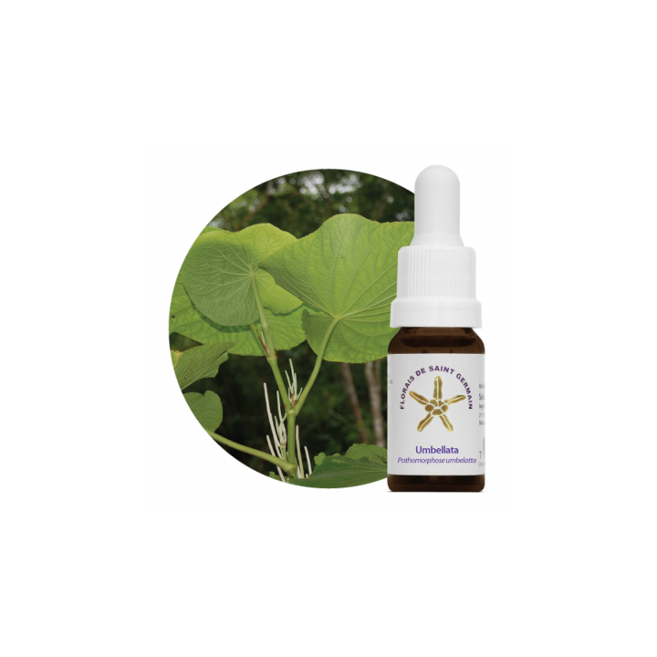 Floral Umbellata - 10ml